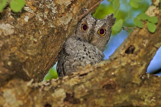 Die Zwergohreule ist wegen ihrem Aussehen leicht mit anderen Eulenarten zu verwechseln, doch ihr Gesang ist ganz besonders.