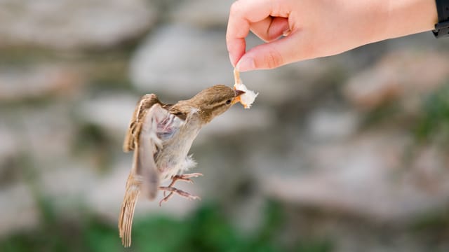 Für das Aufziehen eines Spatzes braucht man viel Geduld