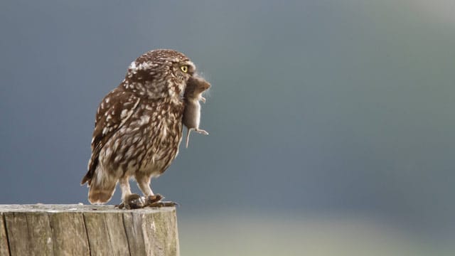 Eulen sind Raubvögel und ernähren sich von lebendigen Kleintieren.