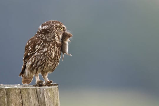 Eulen sind Raubvögel und ernähren sich von lebendigen Kleintieren.