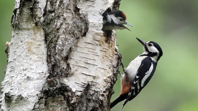 Der Buntspecht ist ein Höhlenbrüter und baut seine Höhlen selbst