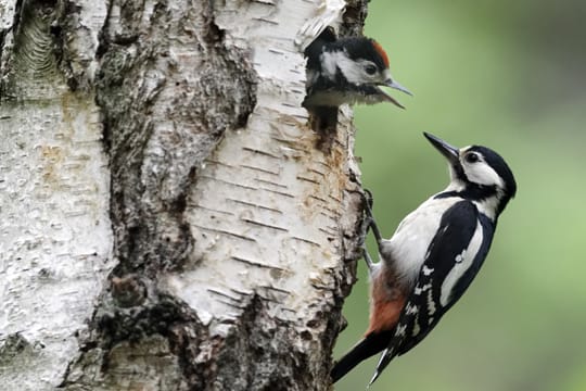 Der Buntspecht ist ein Höhlenbrüter und baut seine Höhlen selbst