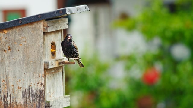 Das Wichtigste am Starenkasten ist die Größe des Einflugloches