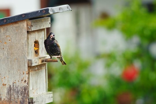 Das Wichtigste am Starenkasten ist die Größe des Einflugloches