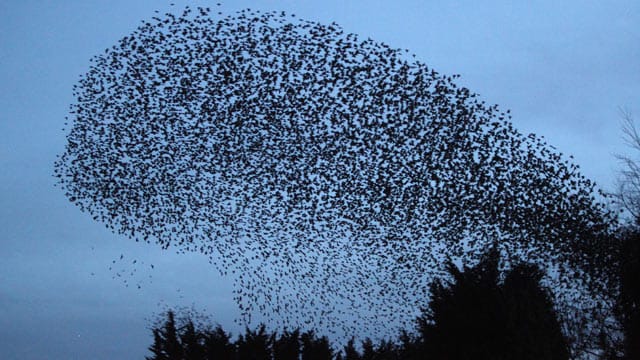 Stare fliegen in großen Schwärmen um Angreifer abzuschrecken