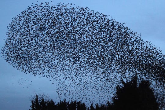 Stare fliegen in großen Schwärmen um Angreifer abzuschrecken