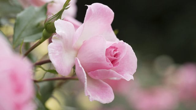 Damit Ihre Rosen überwintern, sollten Sie die Blumen im Herbst zurückschneiden.