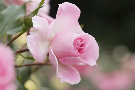 Damit Ihre Rosen überwintern, sollten Sie die Blumen im Herbst zurückschneiden.