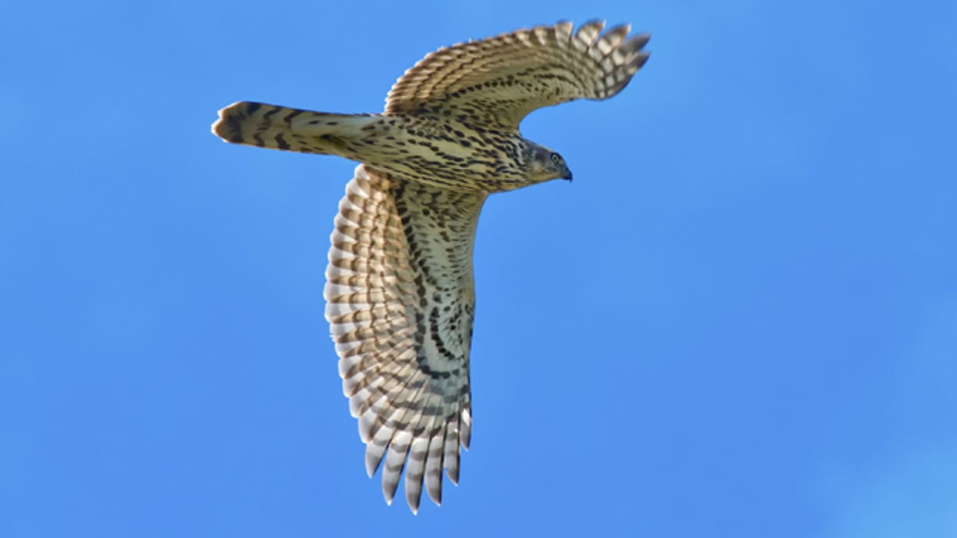 Der Habicht hat relativ kurze Flügel, während sein Schwanz auffällig lang ist