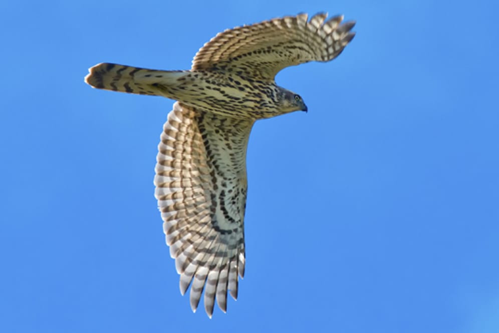 Der Habicht hat relativ kurze Flügel, während sein Schwanz auffällig lang ist