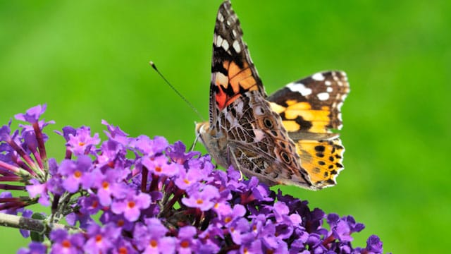 Die Blüten der Sommerflieder locken zahllose Bienen und Schmetterlinge an.