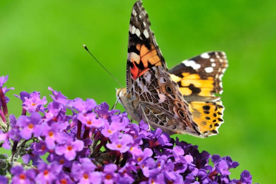 Die Blüten der Sommerflieder locken zahllose Bienen und Schmetterlinge an.