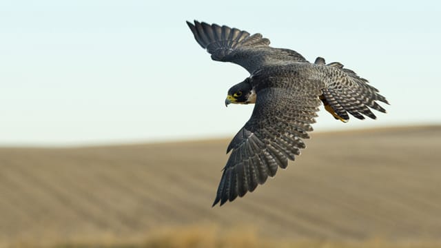 Der Wanderfalke erreicht im Flug eine Geschwindigkeit von bis zu 300 Kilometer pro Stunde