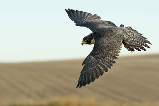 Der Wanderfalke erreicht im Flug eine Geschwindigkeit von bis zu 300 Kilometer pro Stunde