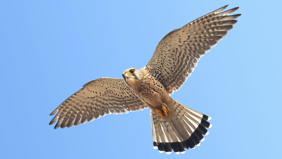 Beim Rüttelflug bleibt der Turmfalke auf einer Stelle in der Luft stehen