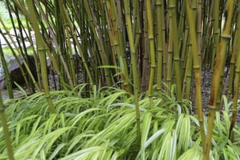 Erwachsene Bambuspflanzen vertragen winterlichen Frost, doch andauernde Kälte kann die Pflanzen schädigen.