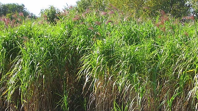 Riesen-Chinaschilf (Miscanthus x giganteus)