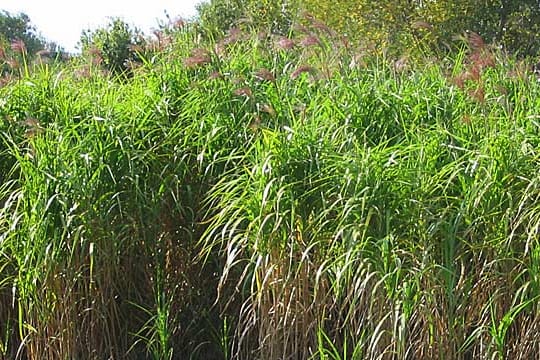 Riesen-Chinaschilf (Miscanthus x giganteus)