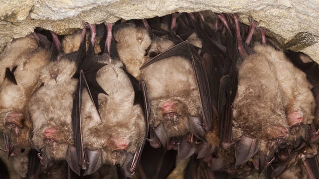 Fledermäuse halten in Gruppen Winterschlaf, um sich gegenseitig zu wärmen