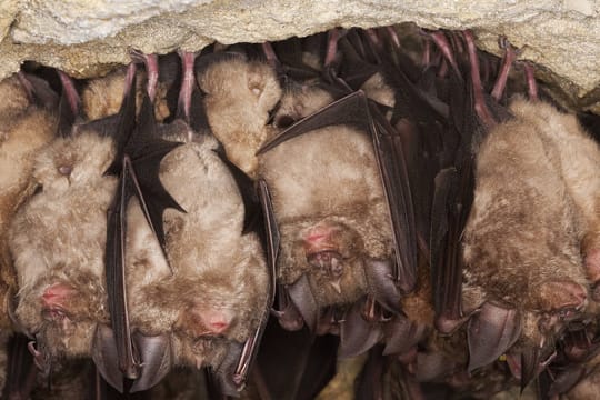 Fledermäuse halten in Gruppen Winterschlaf, um sich gegenseitig zu wärmen