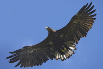 Spannweiten von zwei Metern sind bei dem Steinadler keine Seltenheit