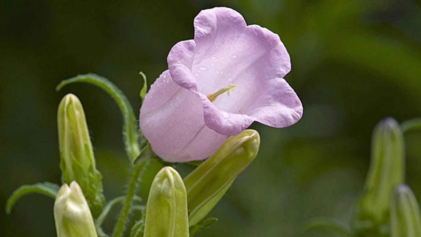 Die Marienglockenblume medium mag es sonnig bis leicht schattig.