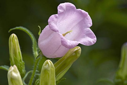 Die Marienglockenblume medium mag es sonnig bis leicht schattig.