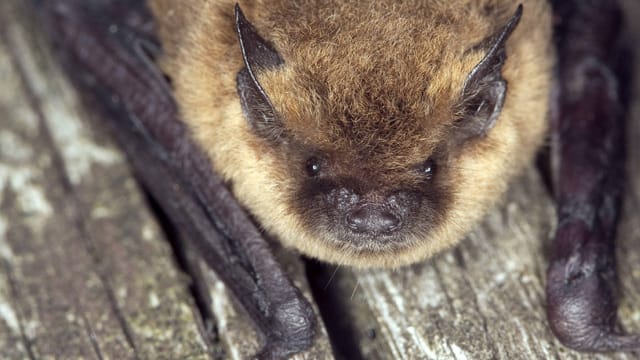 Die Zwergfledermaus zählt zu den am meisten verbreiteten Fledermausarten in Deutschland. Sie überwintert gerne in schmalen Spalten von Gebäuden und auf Dachböden