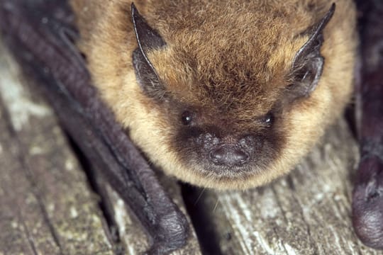 Die Zwergfledermaus zählt zu den am meisten verbreiteten Fledermausarten in Deutschland. Sie überwintert gerne in schmalen Spalten von Gebäuden und auf Dachböden