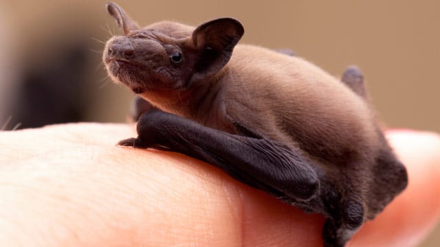 Nur im Notfall sollten Sie eine Fledermaus mit der Hand anfassen, da die Tiere ein spitziges Gebiss besitzen