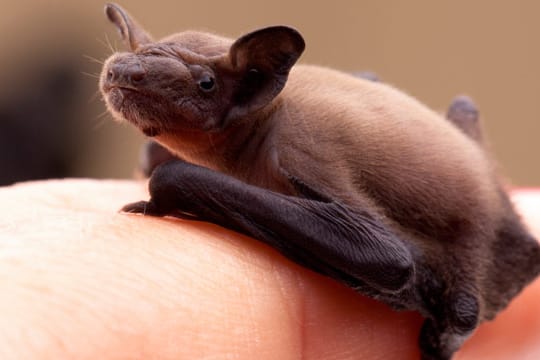 Nur im Notfall sollten Sie eine Fledermaus mit der Hand anfassen, da die Tiere ein spitziges Gebiss besitzen