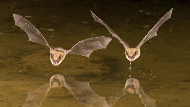 Die Wasserfledermaus ist gesellig und Jagd bevorzugt in Gewässern wie Flüssen oder Bächen