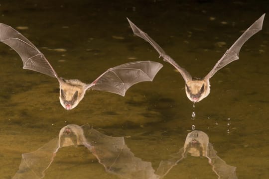 Die Wasserfledermaus ist gesellig und Jagd bevorzugt in Gewässern wie Flüssen oder Bächen