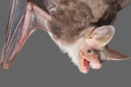 Hin und wieder verwechseln Fledermäuse offene Fenster mit Eingängen von Höhlen