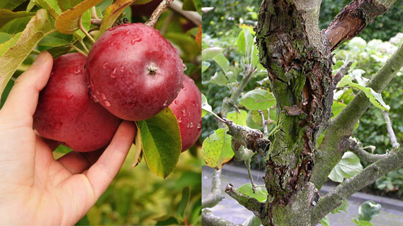 Pilzkrankheit: Fehler bei der Ernte begünstigen einen Befall mit Obstbaumkrebs.