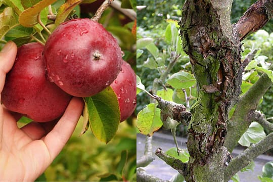 Pilzkrankheit: Fehler bei der Ernte begünstigen einen Befall mit Obstbaumkrebs.