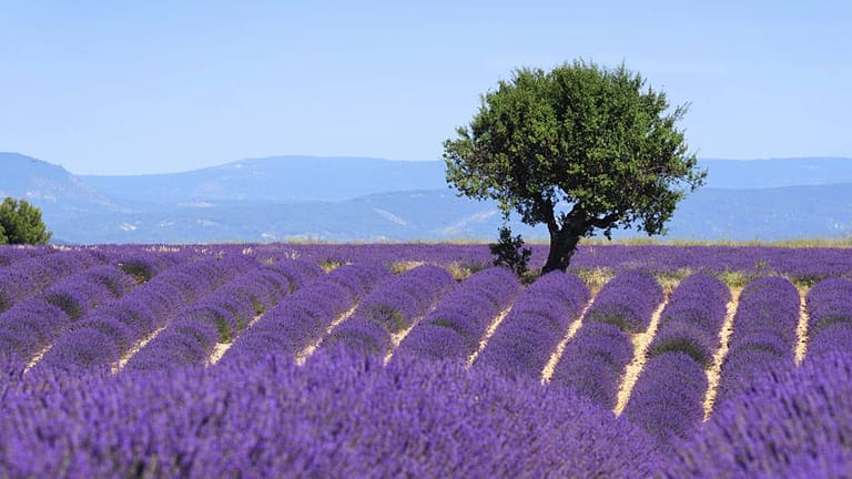 Die Lavendelfelder der Provence sind unverkennlich. Auch hierhin reisen Gespannfahrer gerne - dafür gibt es Platz vier mit (11,3 Prozent).
