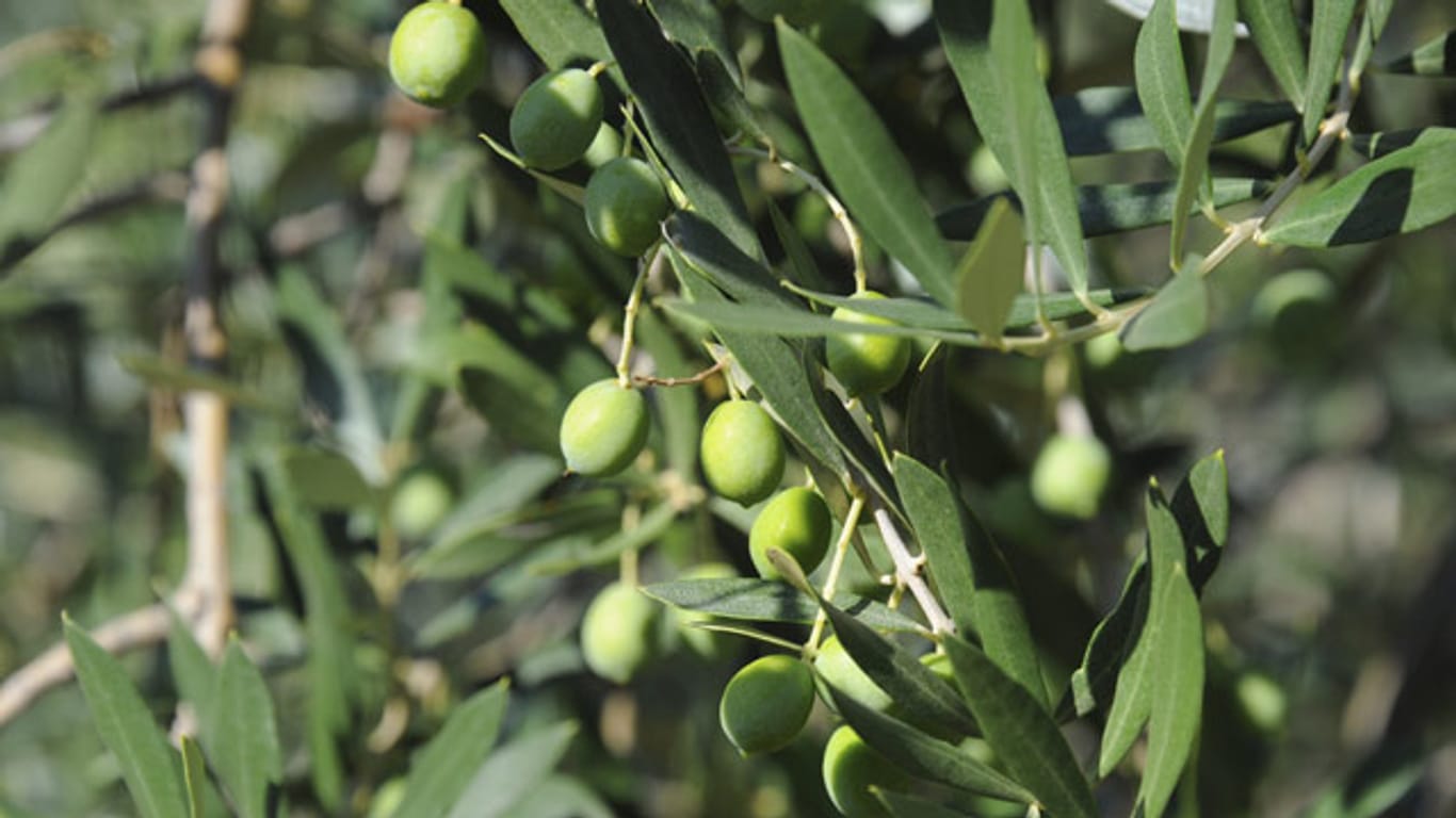 Wenn Sie einen Olivenbaum kaufen, ist es eine große Investition, denn er kann mehrere hundert Jahre alt werden.