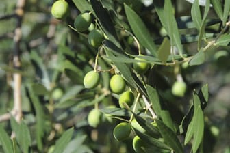 Wenn Sie einen Olivenbaum kaufen, ist es eine große Investition, denn er kann mehrere hundert Jahre alt werden.