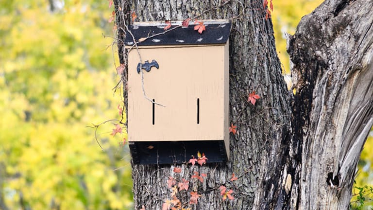 Ein Fledermaus-Nistkasten dient Fledermäusen als Ersatz für ihre zerstörten natürlichen Quartiere