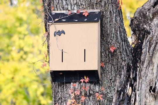 Ein Fledermaus-Nistkasten dient Fledermäusen als Ersatz für ihre zerstörten natürlichen Quartiere