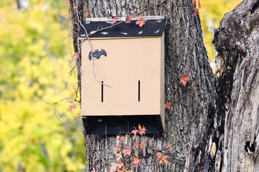 Ein Fledermaus-Nistkasten dient Fledermäusen als Ersatz für ihre zerstörten natürlichen Quartiere