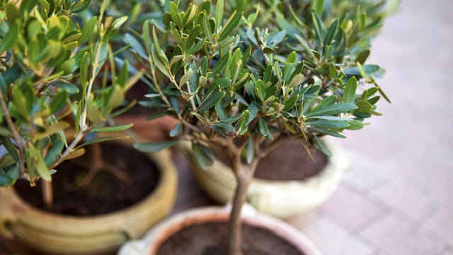 Einen Olivenbaum kann man in seinem Garten aussetzen, wenn die Sorte winterhart ist oder auch in einem Kübel halten