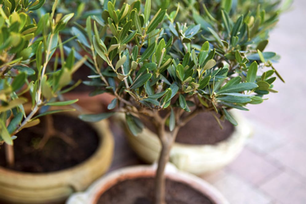 Einen Olivenbaum kann man in seinem Garten aussetzen, wenn die Sorte winterhart ist oder auch in einem Kübel halten