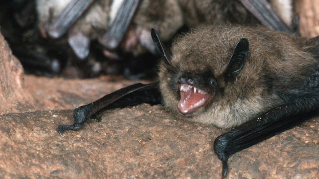 Die Bechsteinfledermaus gehört zur Fledermausgattung der Mausohren