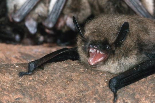 Die Bechsteinfledermaus gehört zur Fledermausgattung der Mausohren