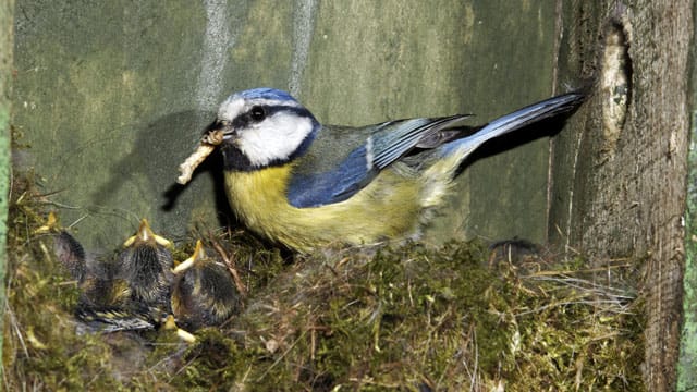 Die Brutzeit der Blaumeisen endet, nachdem das letzte Küken aus seinem Ei geschlüpft ist