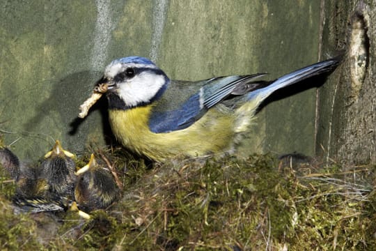 Die Brutzeit der Blaumeisen endet, nachdem das letzte Küken aus seinem Ei geschlüpft ist