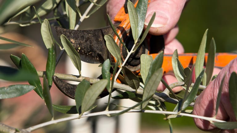 Wenn Sie einen Olivenbaum zurückschneiden wollen, müssen Sie darauf achten, nicht die Haupttriebe der Pflanzen zu schneiden