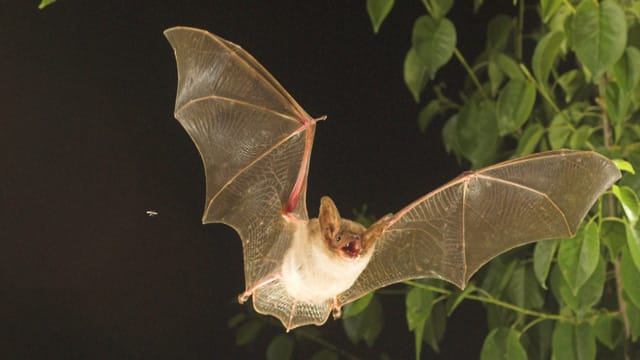 Das Große Mausohr zählt zu den typischen Fledermaus-Arten Mitteleuropas